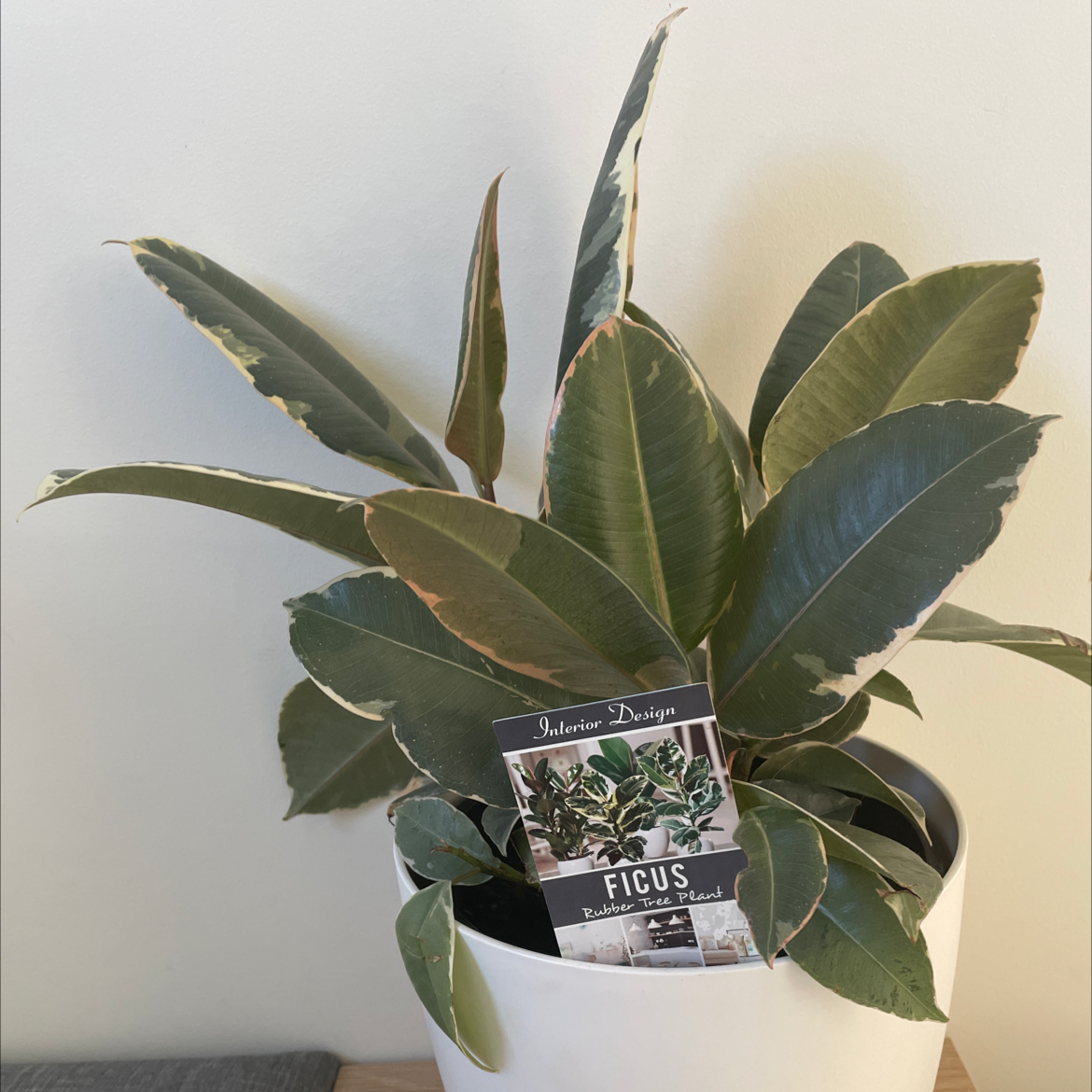 Rubber Plant plant photo by Olivia named Benjamin on Greg, the plant care app.