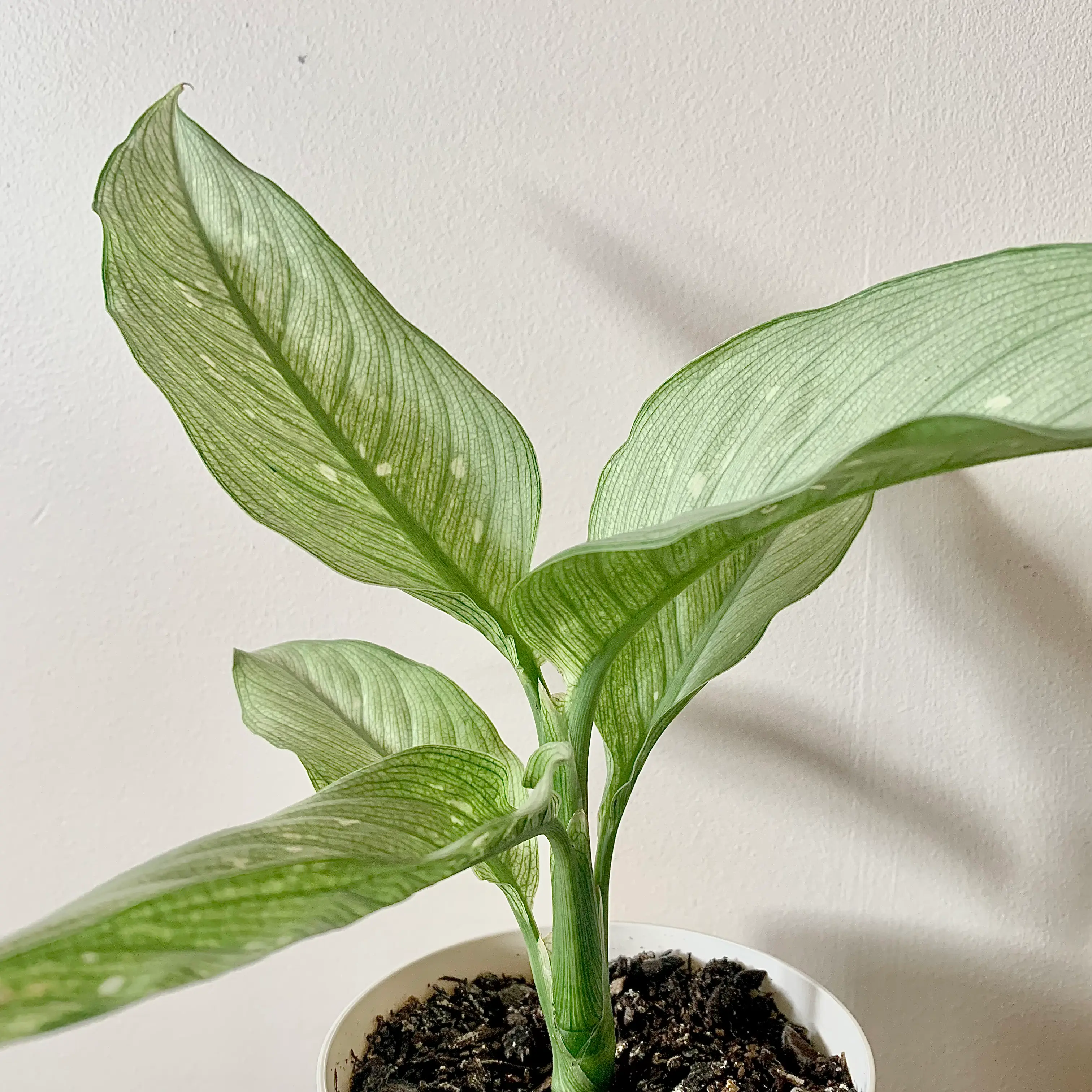 Photo of the plant species Milky Way Dumb Cane by @AlexandraM named Milky on Greg, the plant care app