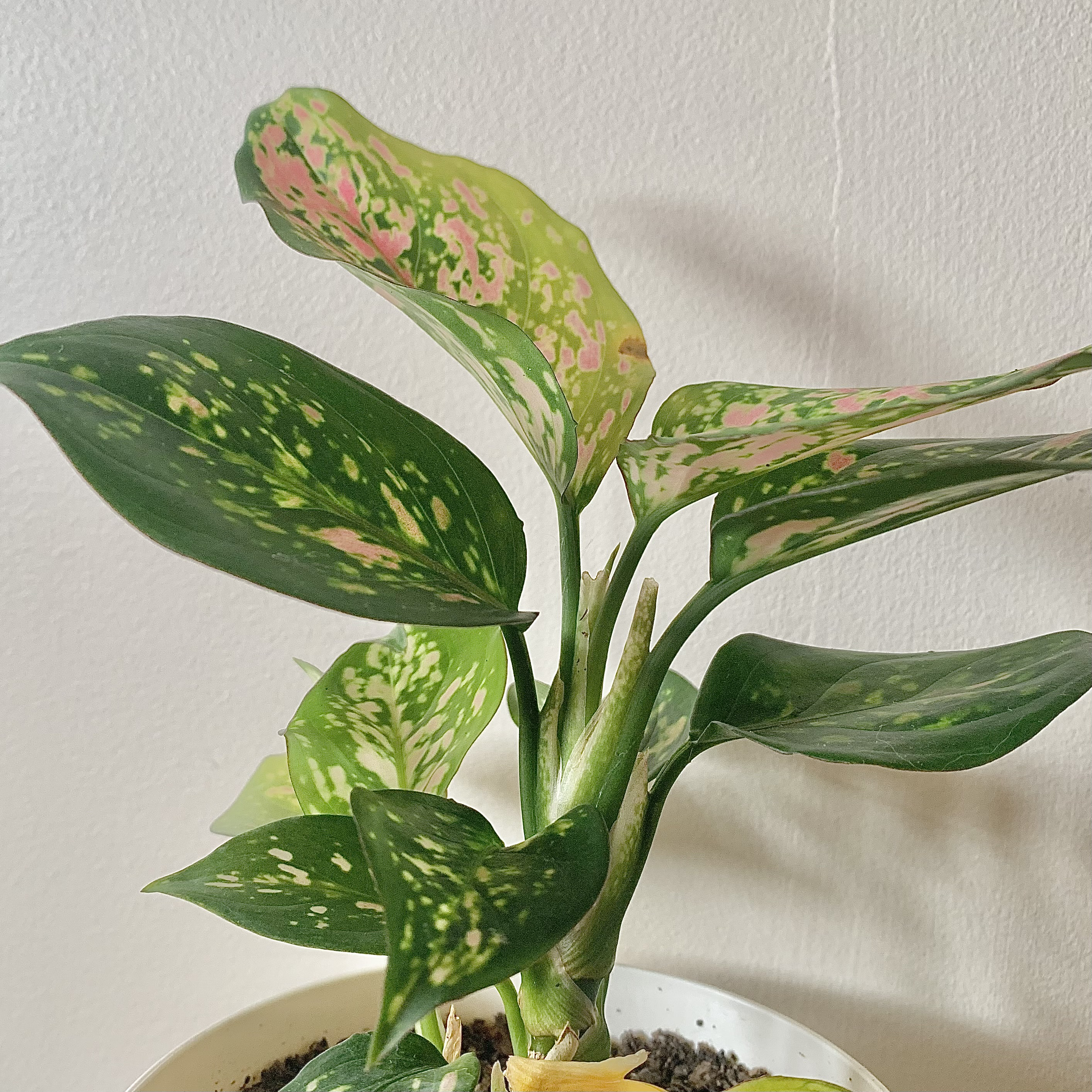Pink Dalmatian Aglaonema plant with variegated green and pink leaves in a pot.
