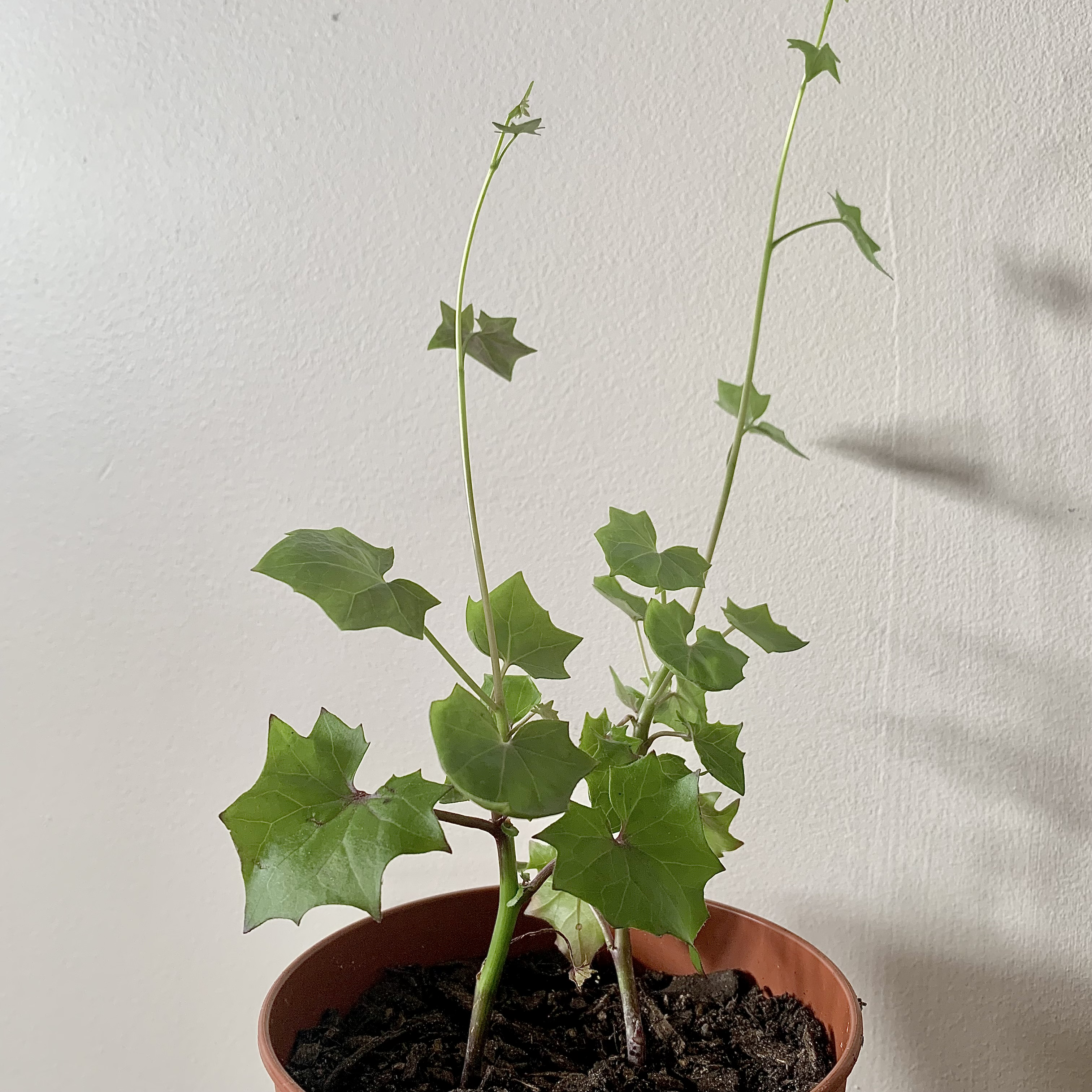 Cape Ivy plant in a pot with healthy green leaves against a plain background.