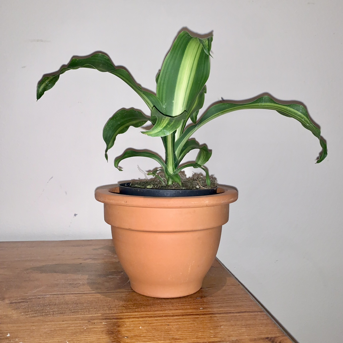 Dracaena 'Golden Heart' plant in a terracotta pot with vibrant green leaves and a yellow stripe.