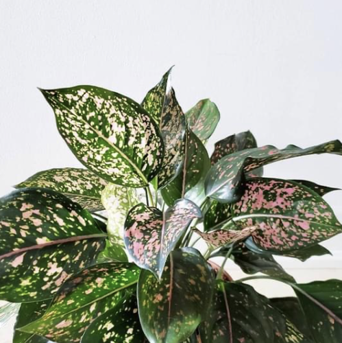 Photo of the plant species Pink Dalmatian Aglaonema by @AlexandraM named Pink Dalmation on Greg, the plant care app