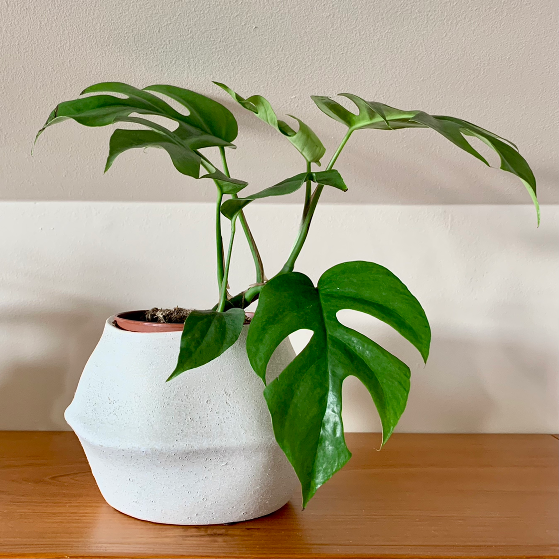 Photo of the plant species Mini Monstera by @AlexandraM named Rhaphi on Greg, the plant care app