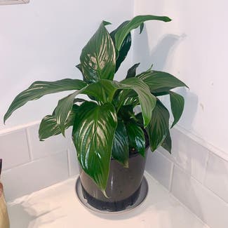 Peace Lily plant in Moonee Ponds, Victoria