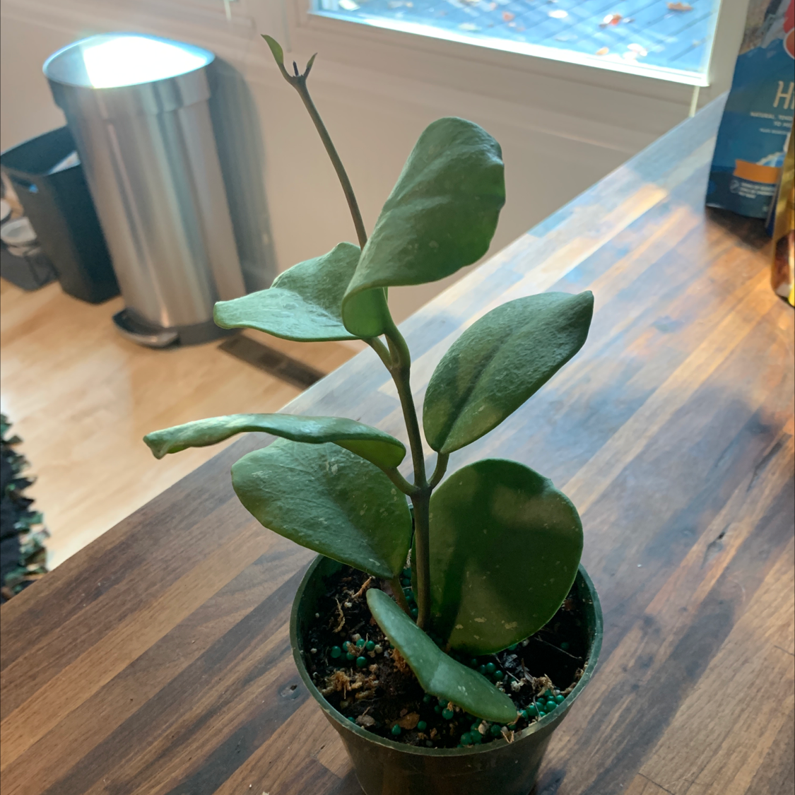 Hoya obovata plant in a small pot on a wooden surface with healthy green leaves.