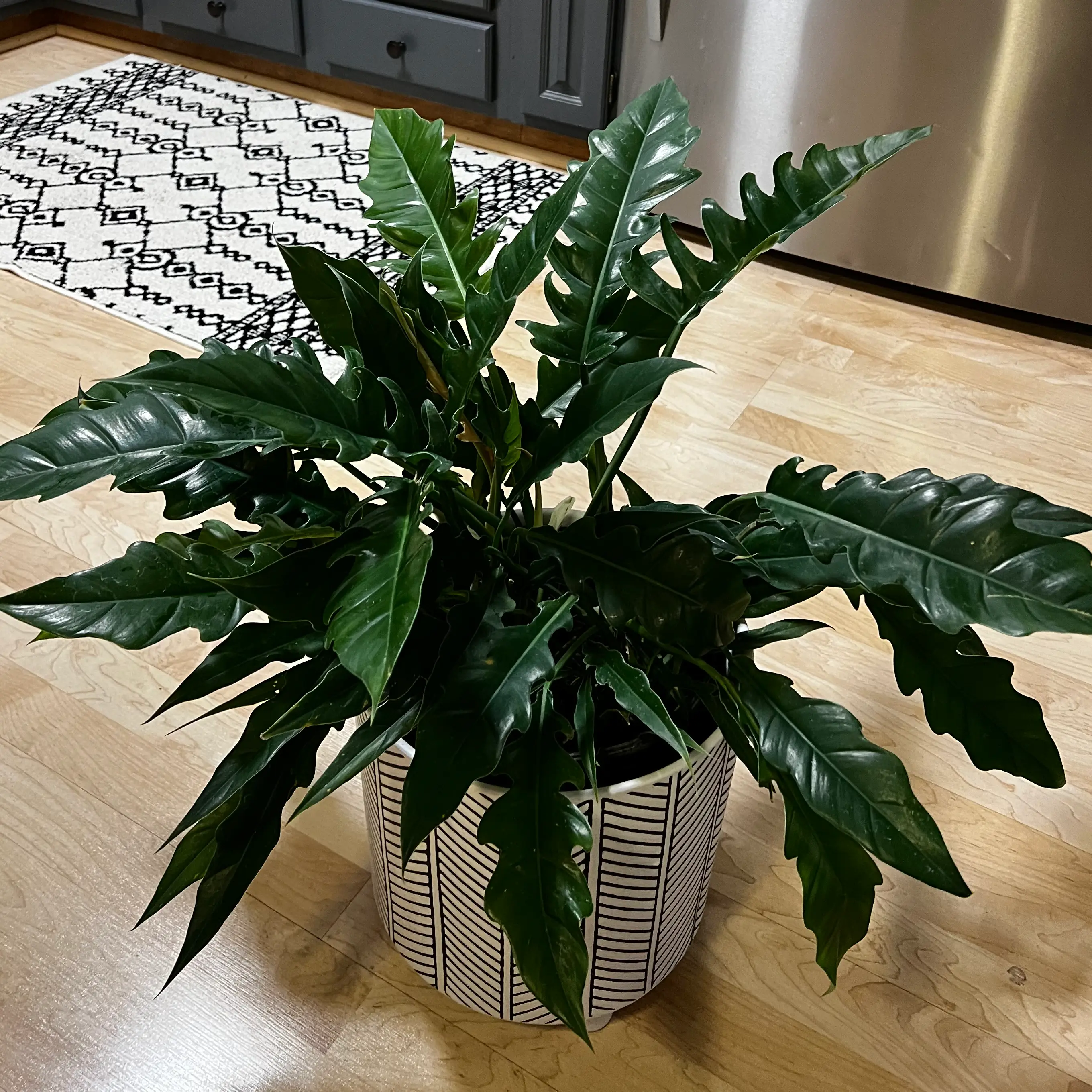 Healthy Tiger Tooth Philodendron plant in a decorative pot with dark green, glossy leaves.