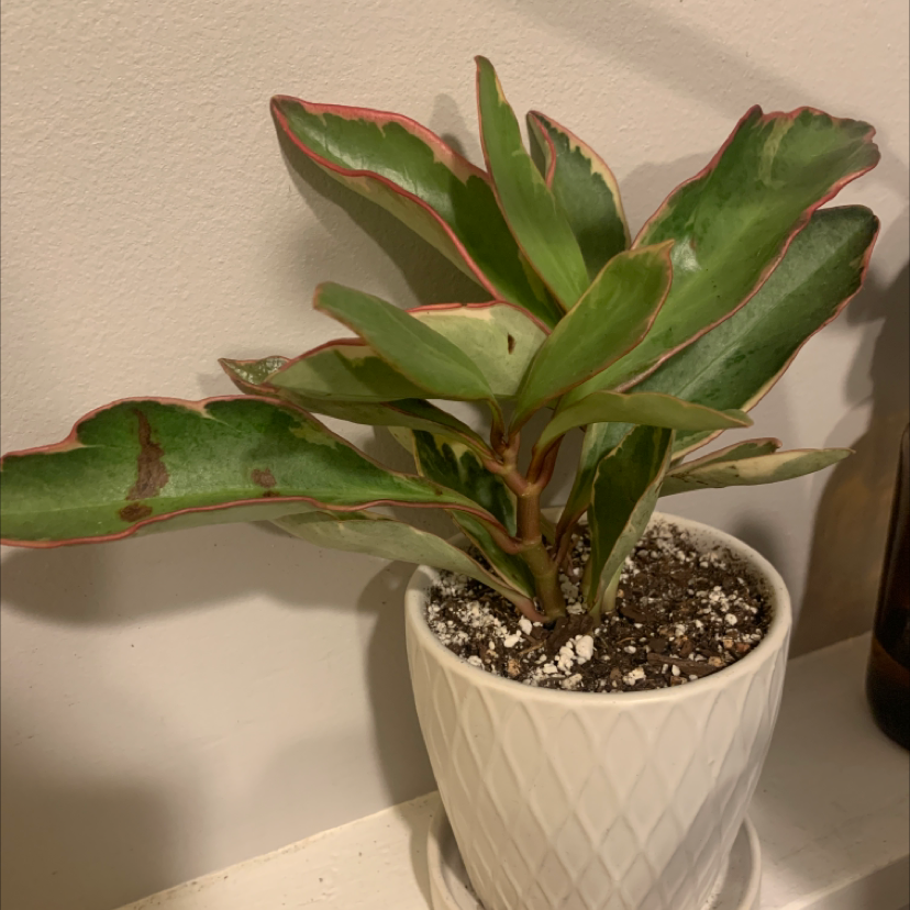 Potted Jelly Plant with green leaves edged in red, some browning visible.