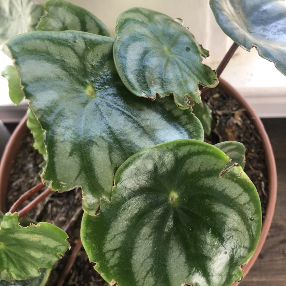 Watermelon Peperomia plant with distinctive patterned leaves and minor browning on edges.