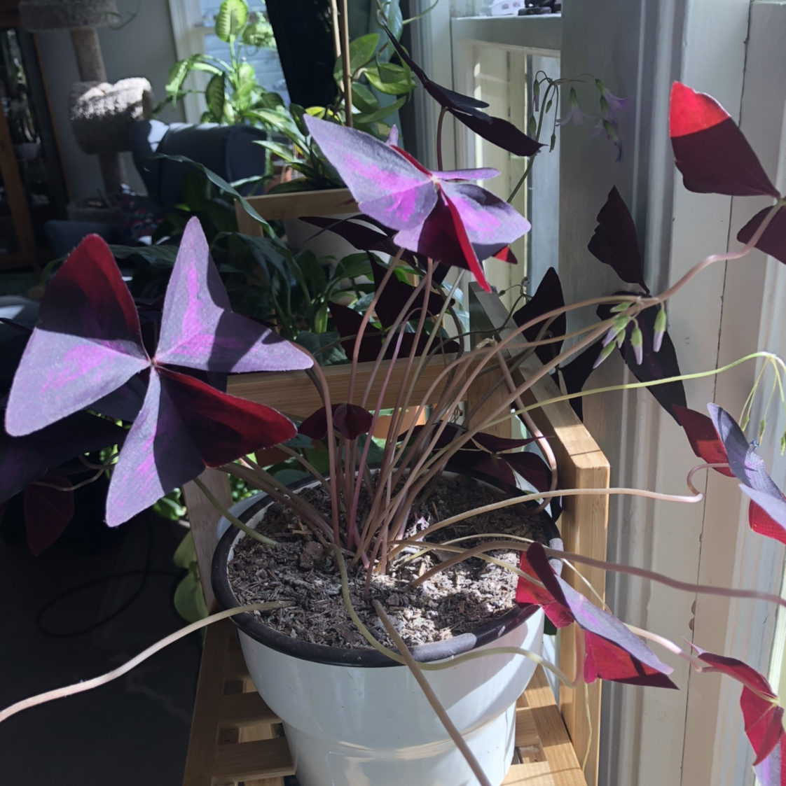 Healthy Purple Shamrocks plant with bushy, triangular deep purple and pink leaves in a white pot.