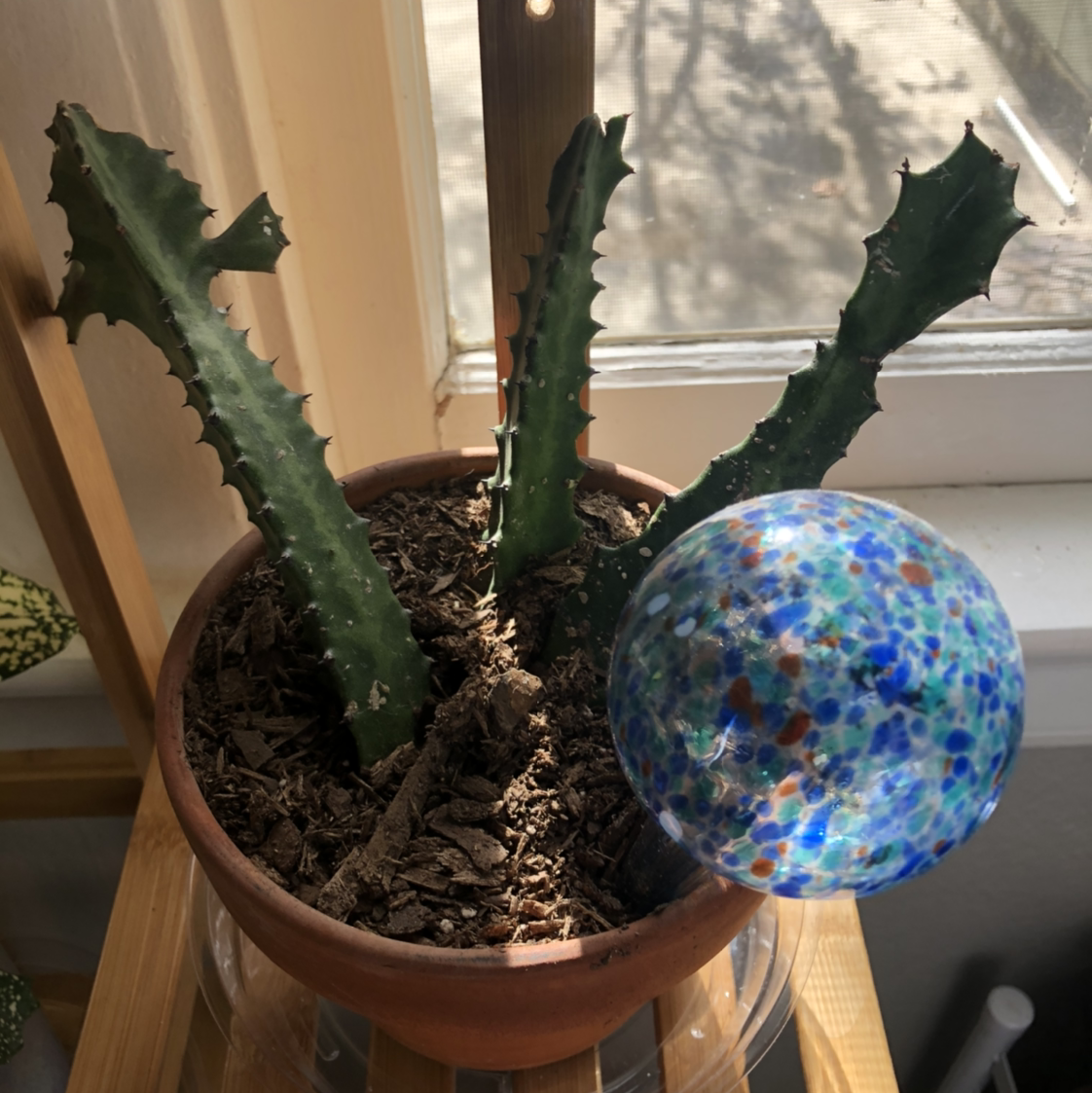 Potted Candelabra Cactus with three stems near a window, with a decorative glass orb in the pot.