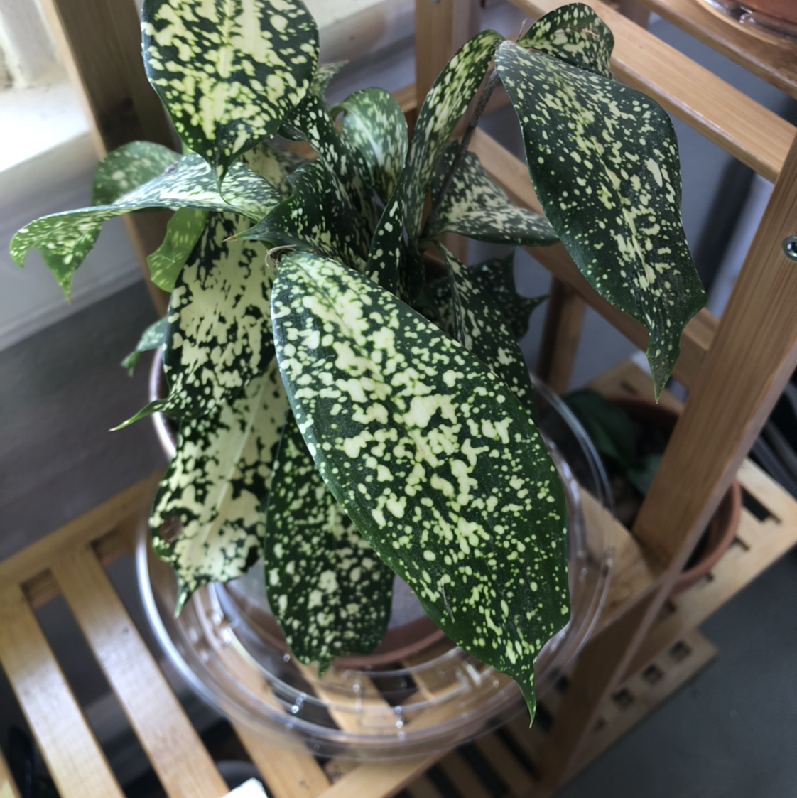 Healthy, vibrant Gold Dust Dracaena plant with lush spotted foliage, well-framed in a kitchen setting.