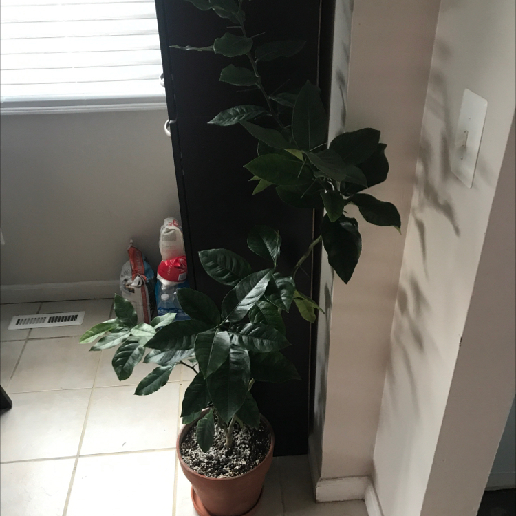 A healthy Meyer lemon tree in a brown pot, with glossy green leaves and colorful figurines at the base, near a window with sheer curtains.
