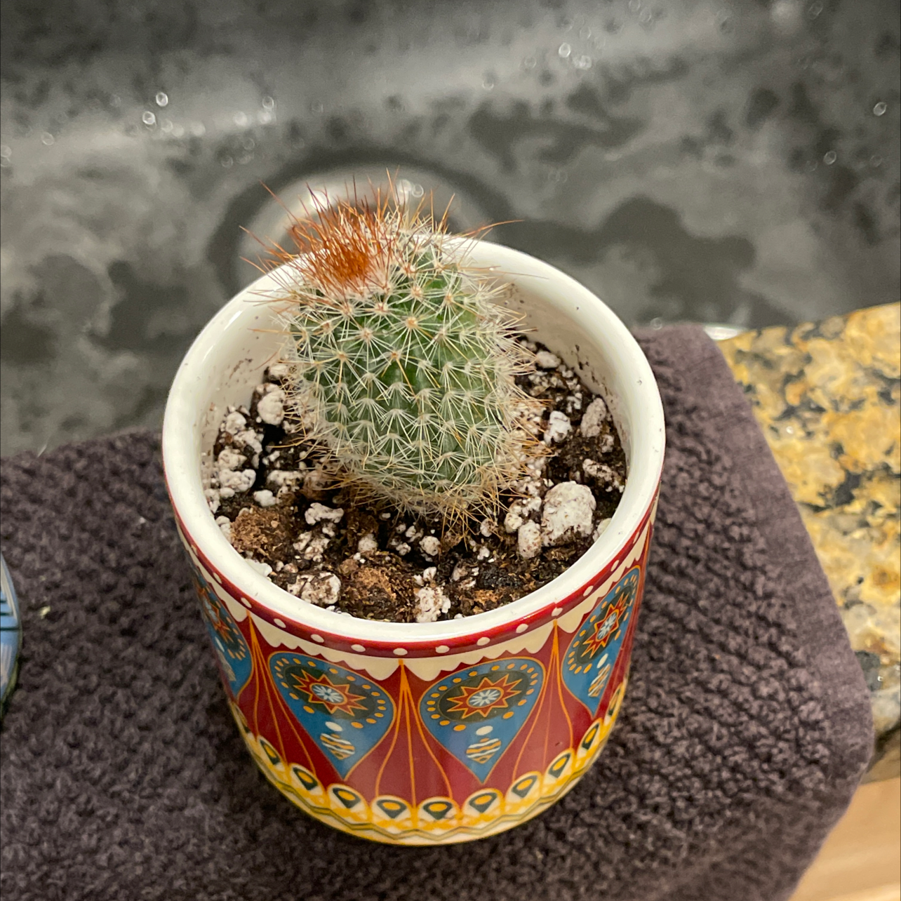 A healthy Common Fishhook Cactus in a decorative pot with visible soil.