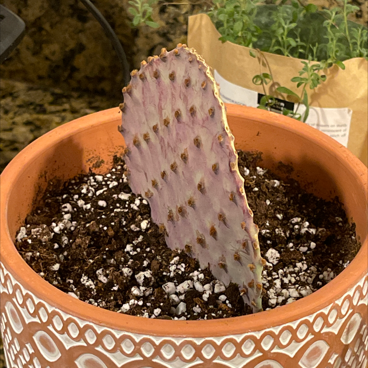Violet Prickly Pear cactus in a decorative pot with visible soil.