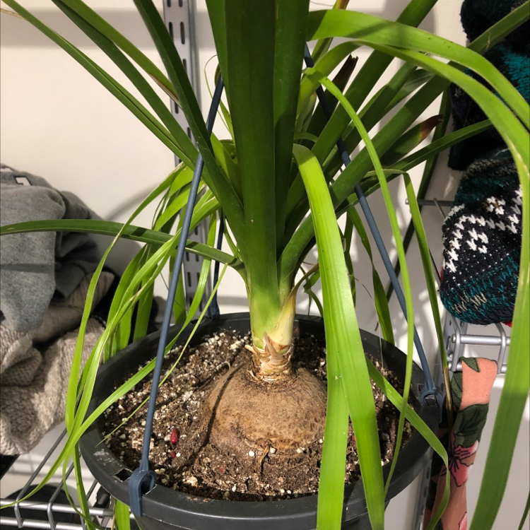 Ponytail Palm plant photo by @colechlaw named Easy Rider on Greg, the plant care app.