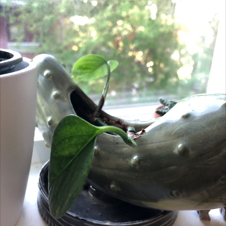 Taro Vine plant photo by @colechlaw named Pickle Rick on Greg, the plant care app.