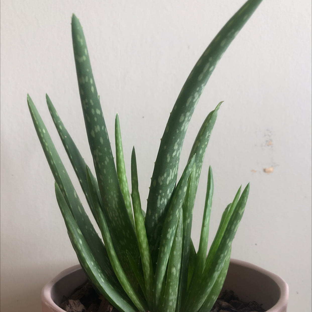 Aloe vera plant photo by Isabel named Mama on Greg, the plant care app.