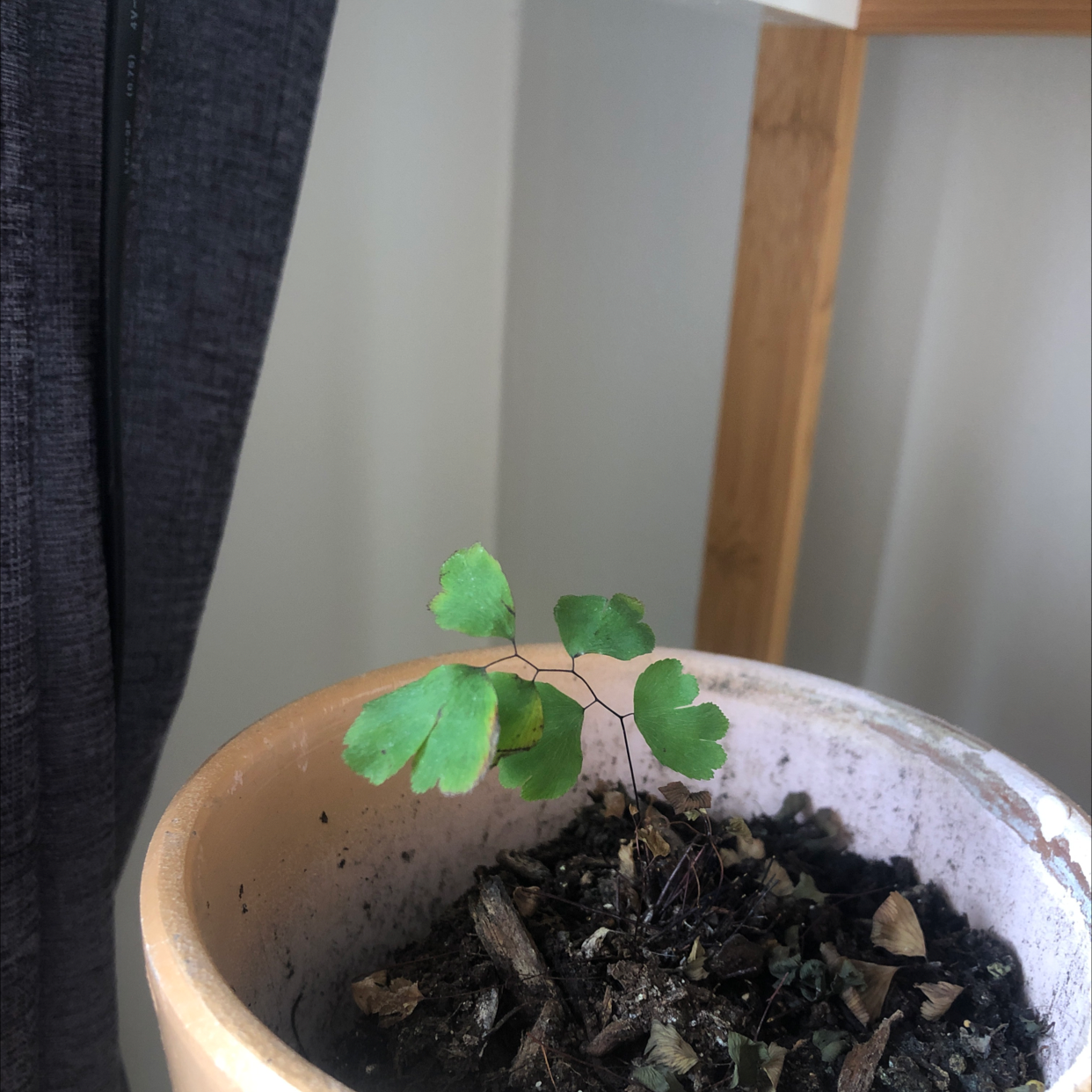 Hemionitis raddiana plant in a pot with green leaves and visible soil.
