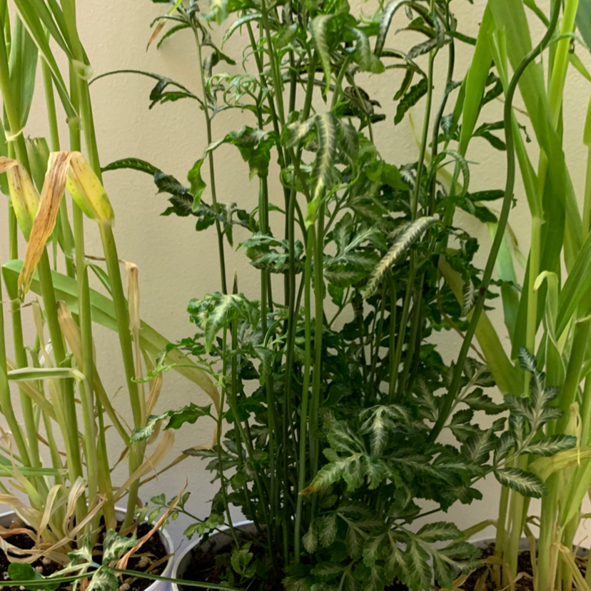 Brake Fern plant with healthy green fronds, other plants with yellowing leaves in the background.