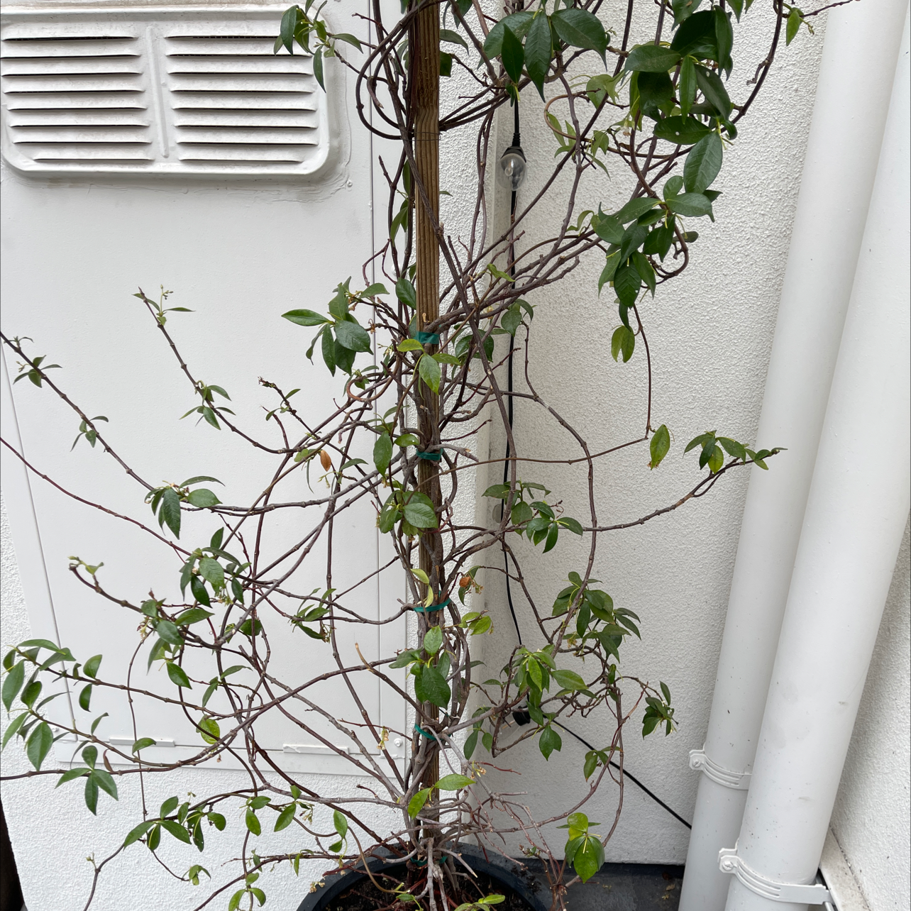 Why Are My Star Jasmine Leaves Curling?