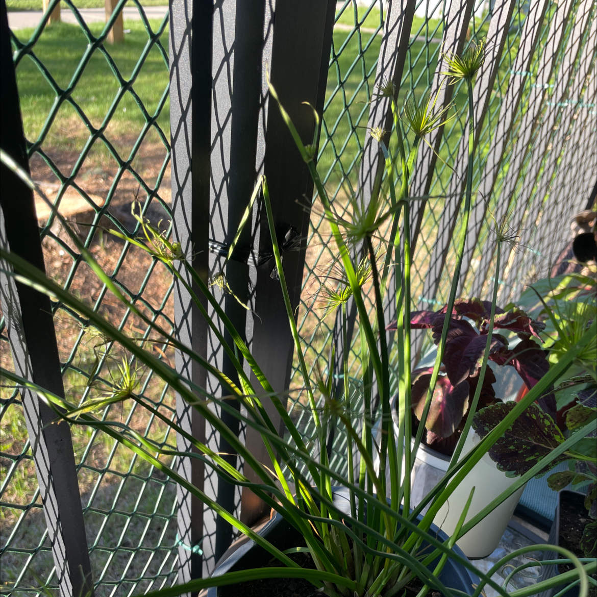 Umbrella Papyrus plant with green stems and tufts, healthy appearance, background includes a fence and another plant.