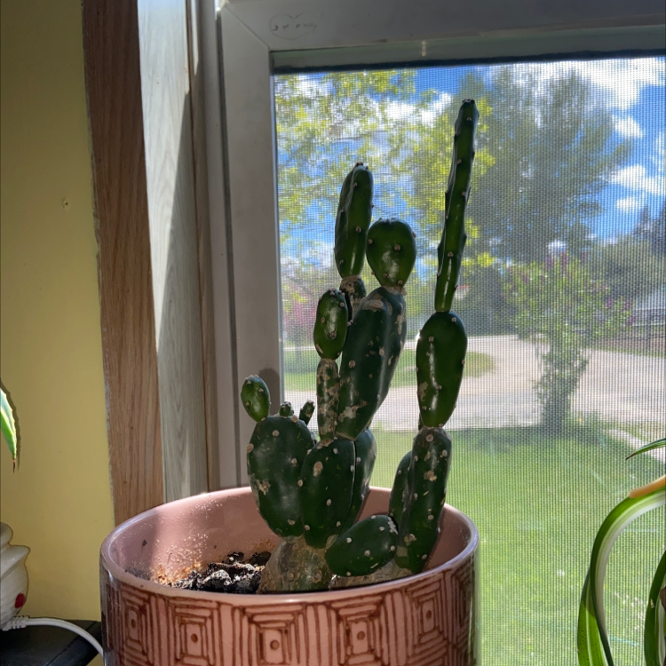Woolyjoint Prickly Pear cactus in a pot near a window with some discoloration and spots on its pads.