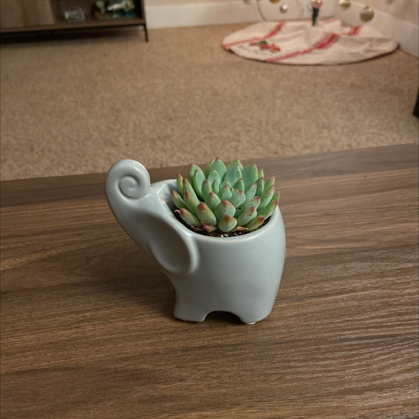 Echeveria Runyonii succulent in a decorative elephant-shaped pot on a wooden surface.
