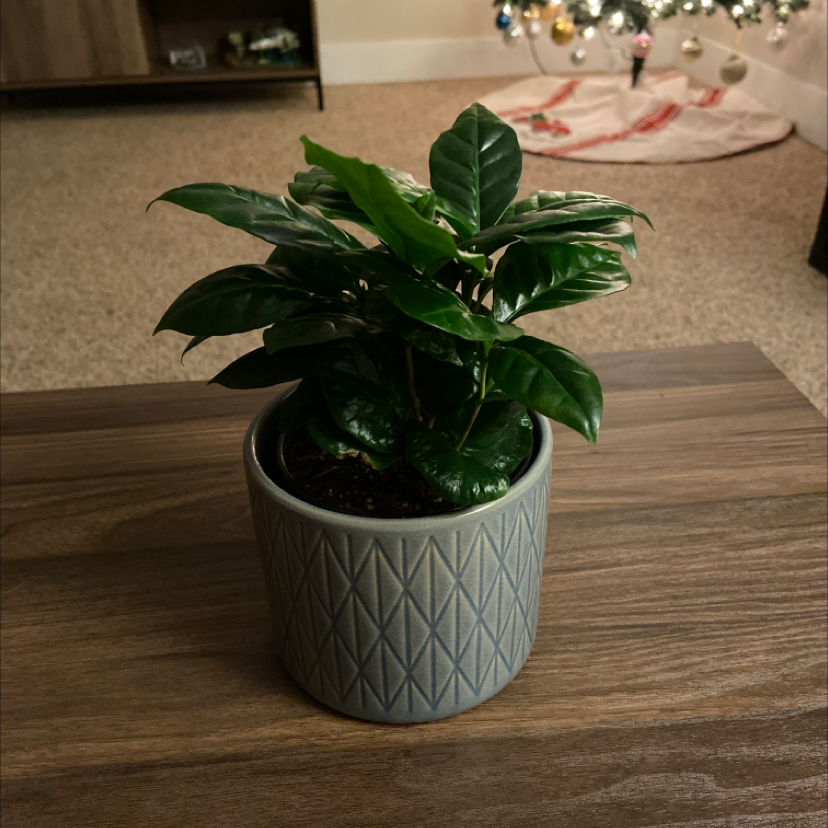 Healthy Arabian coffee plant with glossy green leaves in gray geometric pot, sitting on wood table with Christmas tree in background.