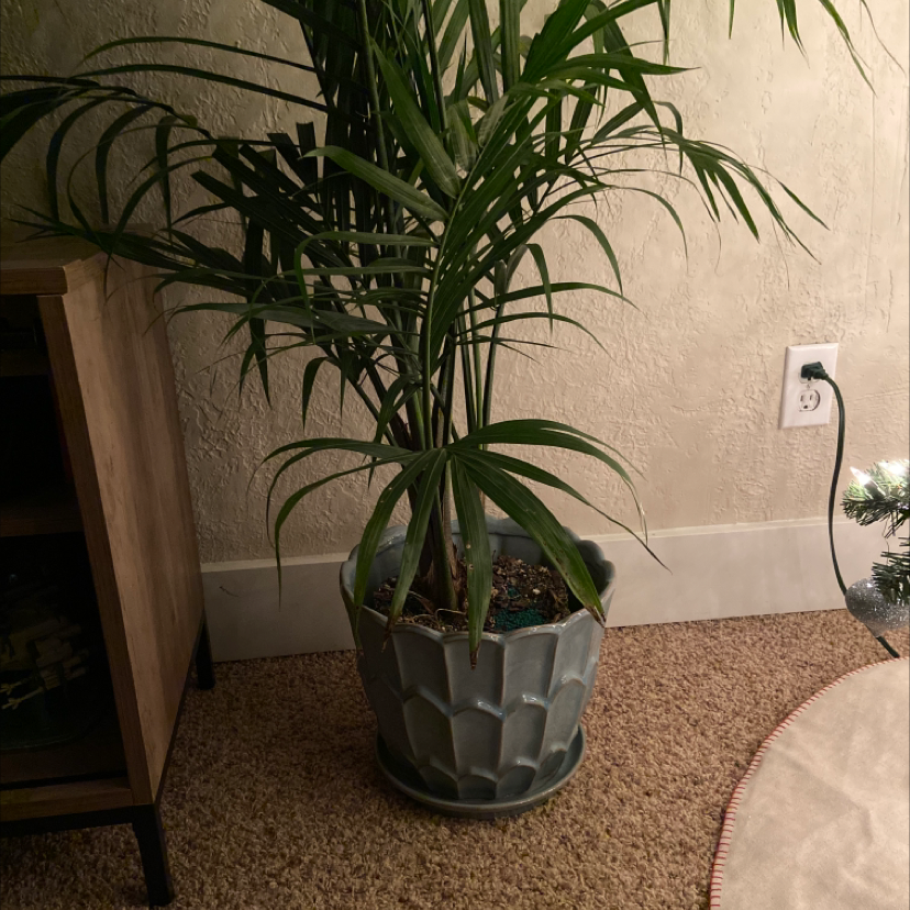 Healthy mature Kentia Palm in decorative gray pot, with long arching green fronds and pebble-covered soil surface, placed indoors on carpet.