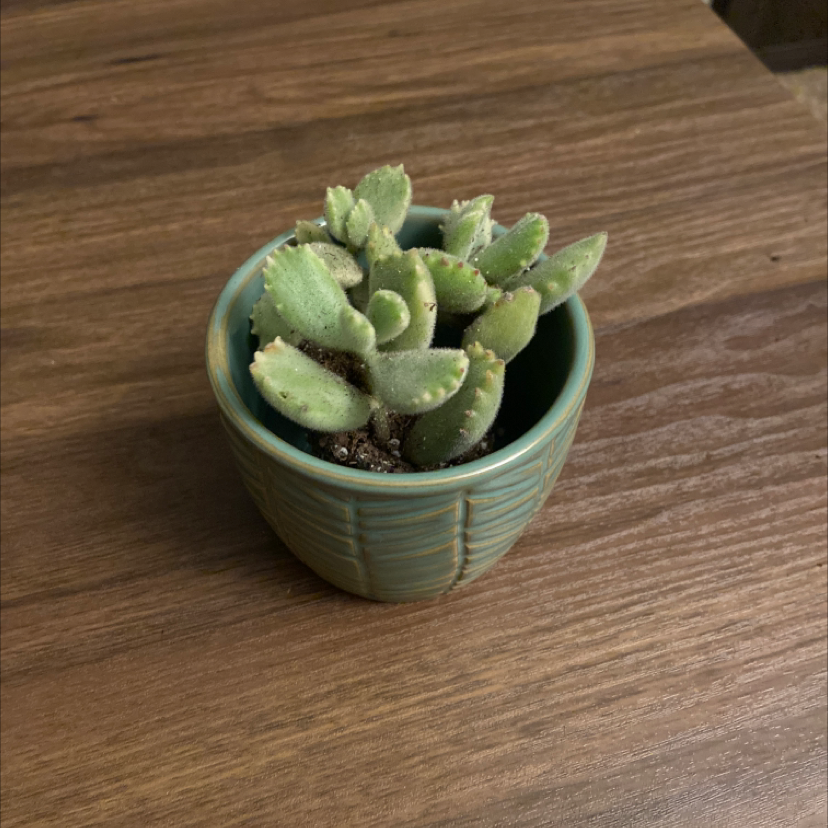 Bear's Paw plant in a green pot on a wooden surface, appearing healthy.