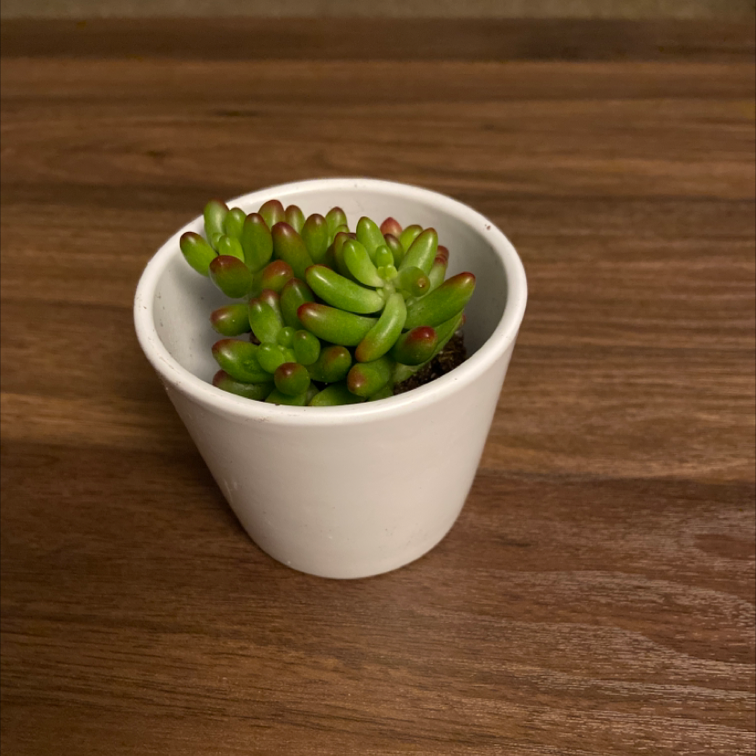 Photo of the plant species Jelly Bean Plant by @EmilyB named Wilbur on Greg, the plant care app
