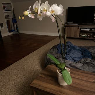 Phalaenopsis Orchid plant in Astoria, Oregon