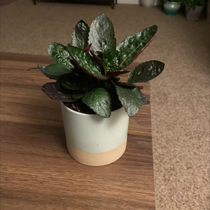 Healthy Waffle Plant in a small pot with vibrant leaves.