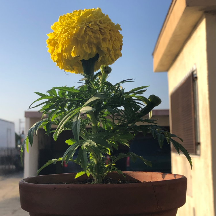African Marigold plant photo by @Pedroza63 named Marigold on Greg, the plant care app.