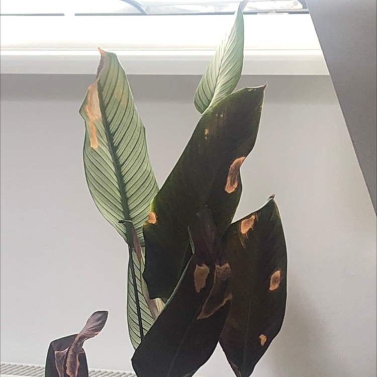 Goeppertia majestica plant with browning and black spots on leaves, indoors near a window.