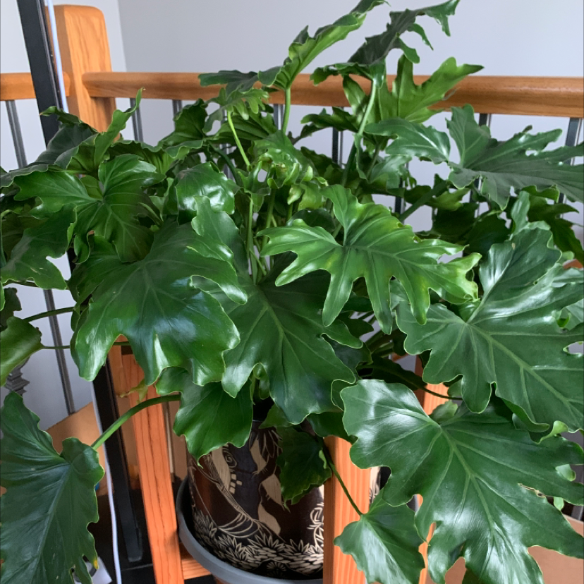Photo of the plant species Philodendron 'Hope Selloum' by Medhatter named Hope on Greg, the plant care app