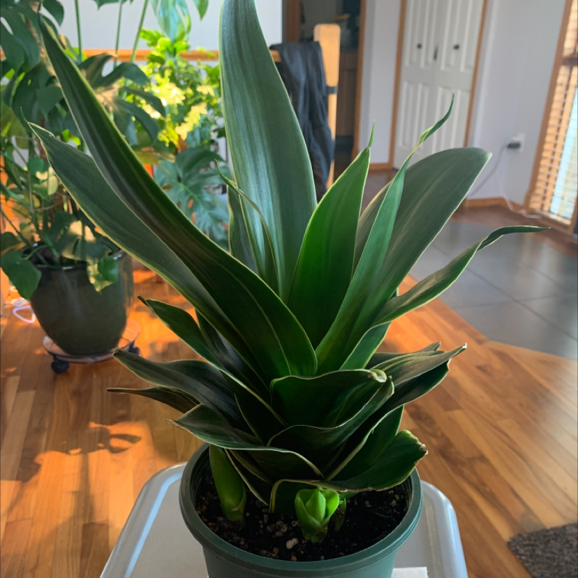 Photo of the plant species Bird's Nest Snake Plant by Medhatter named Mother Hen on Greg, the plant care app