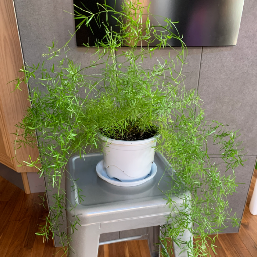 Photo of the plant species Sprenger's Asparagus by Medhatter named Gus on Greg, the plant care app