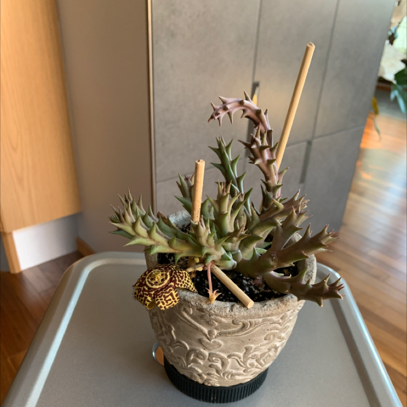 Potted Stapelia Planiflora Jacq. with a distinctive flower, appearing healthy.