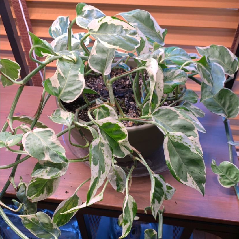 Pothos N' Joy plant photo by Medhatter named NJoy on Greg, the plant care app.