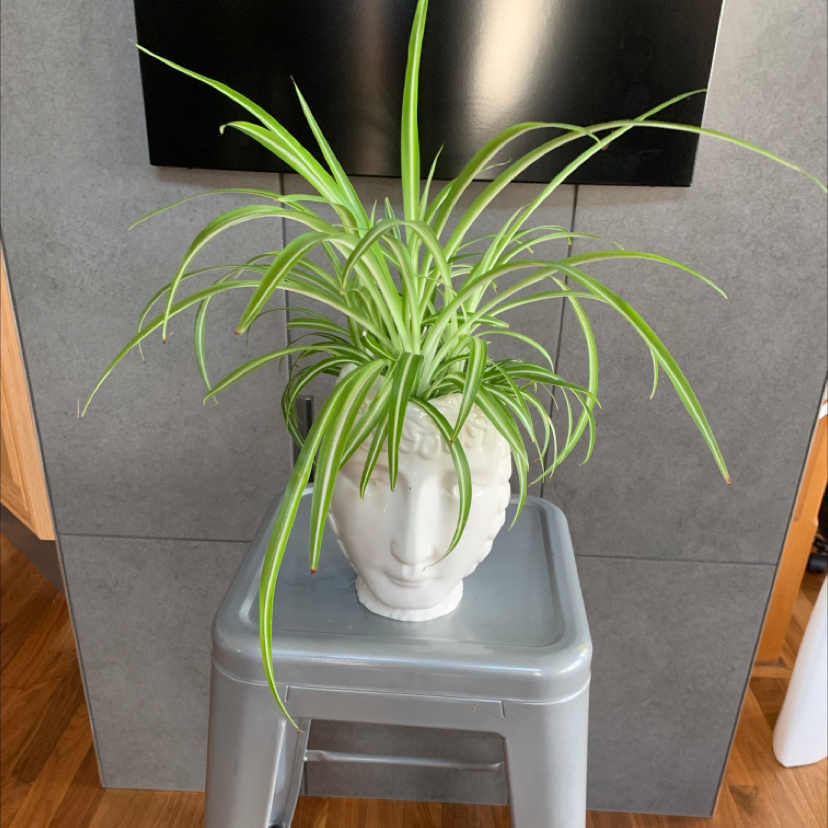 Spider Plant plant photo by Medhatter named Spidy1 on Greg, the plant care app.