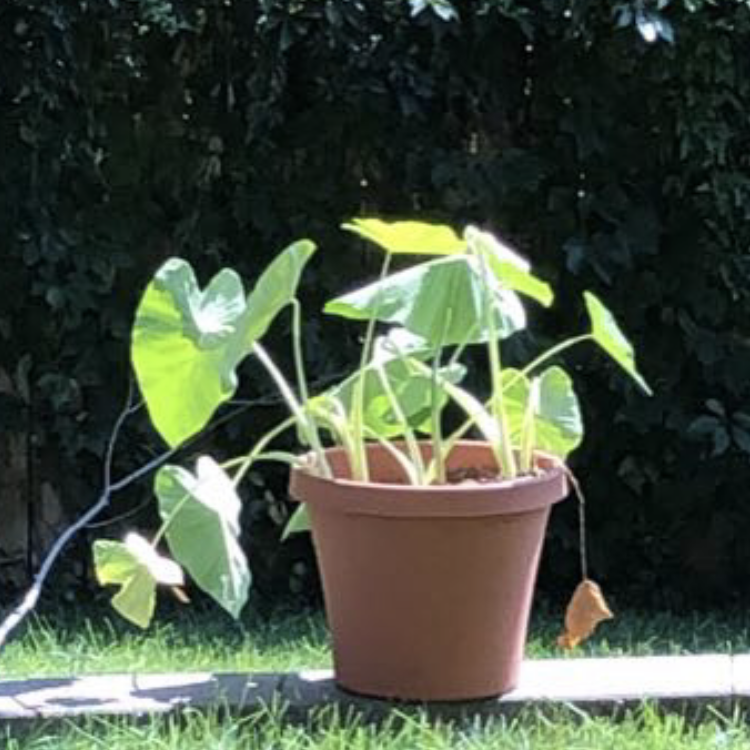 Arrowleaf Elephant Ear plant photo by Charlie named Sunny on Greg, the plant care app.