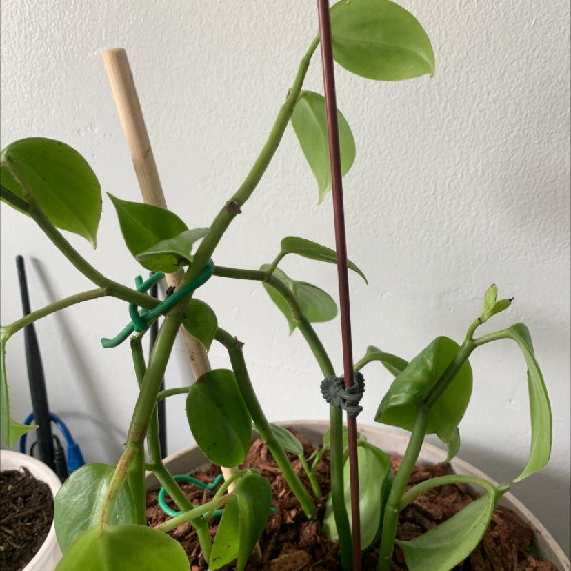 Variegated Baby Rubber Plant in a pot with visible soil and green leaves.