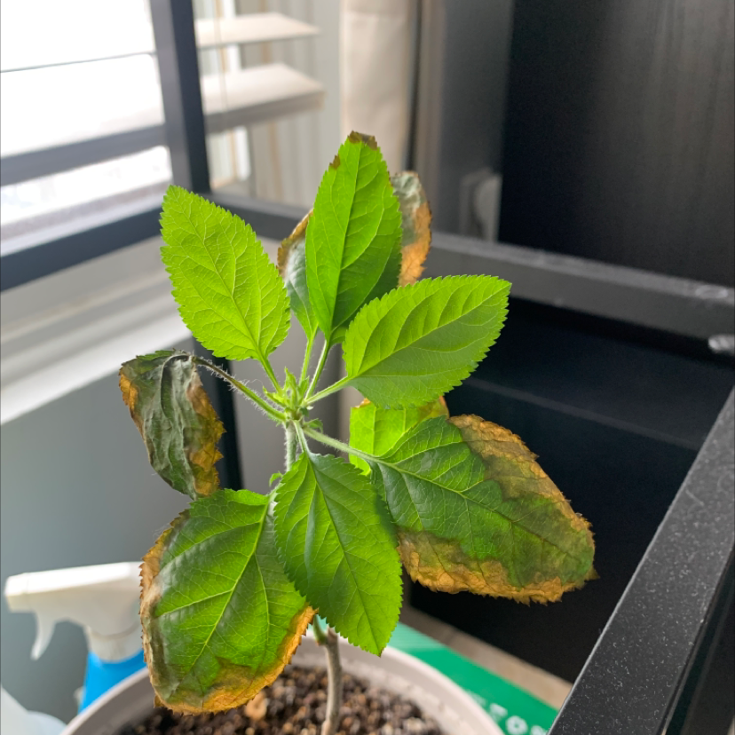 Apple plant with browning leaf edges, potted indoors near a window.