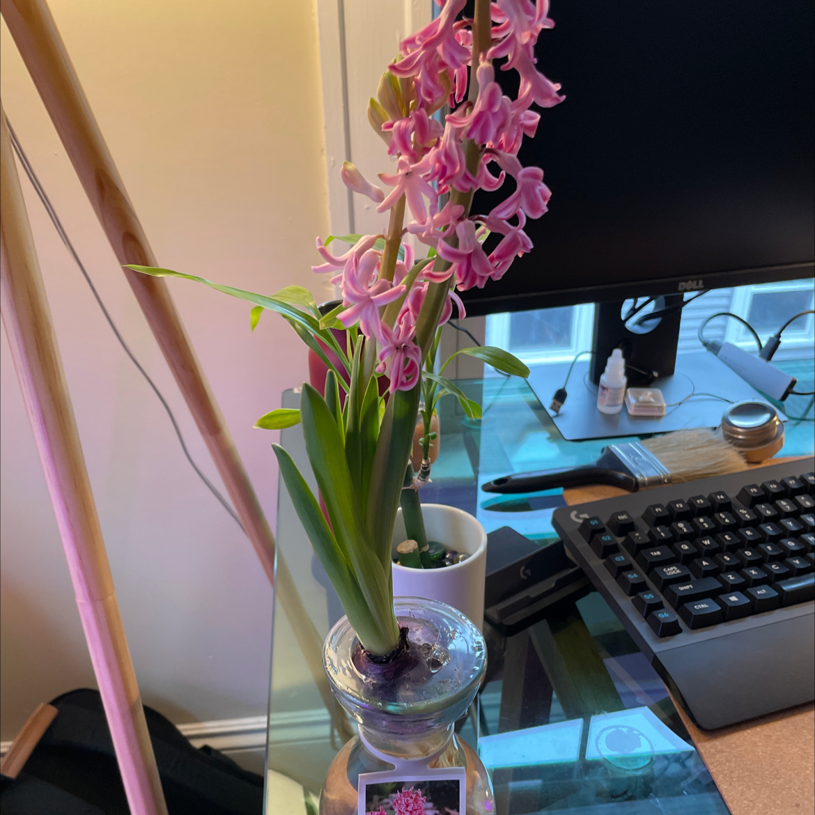 Garden Hyacinth with pink flowers in a glass container on a desk.