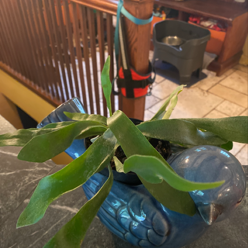 Elkhorn Fern in a blue bird-shaped pot on a countertop indoors.