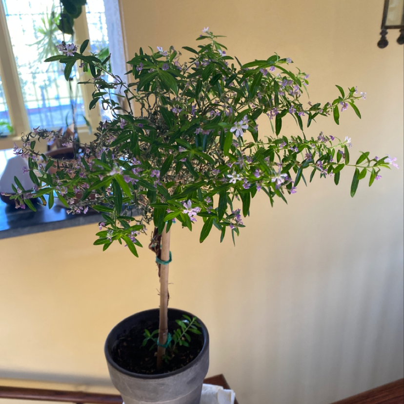 Photo of the plant species Hawaiian Heather by @Plantpuppymama named Miss Heather on Greg, the plant care app