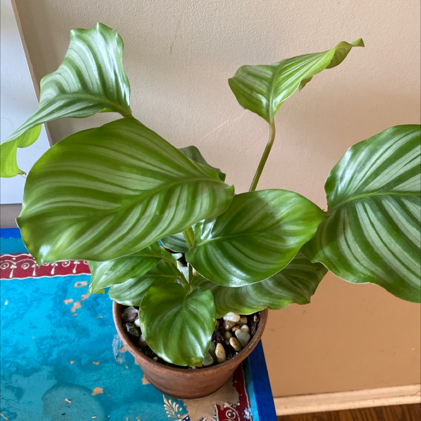 Calathea Orbifolia plant with large, striped leaves in a pot on a table.