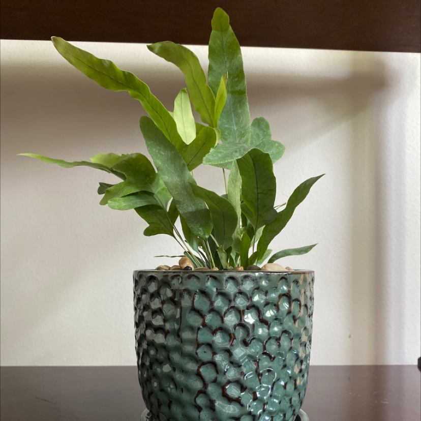Blue Star Fern in a textured pot with vibrant green leaves.