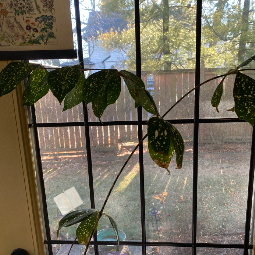 Healthy Gold Dust Dracaena houseplant with vibrant yellow-speckled leaves, situated in front of a large window in a residential setting.